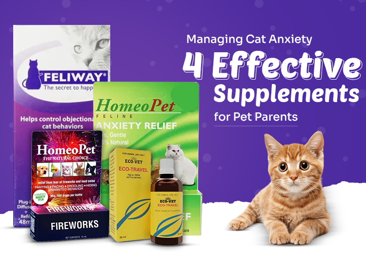 Managing Cat Anxiety – 4 Effective Supplements for Pet Parents